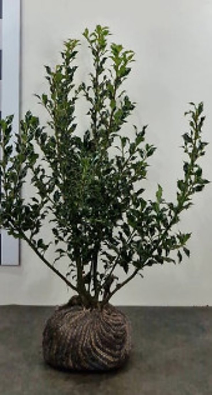 Ilex aq. 'Alaska' - 100-120 CM RB